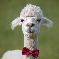 Originalton