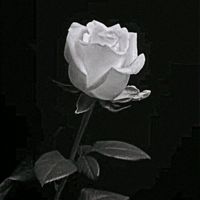 elamaonlaiffii90