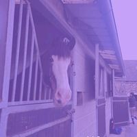 chevaux_7