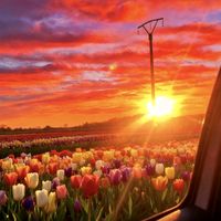 sunet original