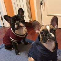 mikithefrenchie