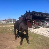 ridingwclau