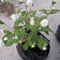 mayiwawe