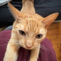 gingerpigmilo