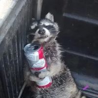 themaroonraccoon