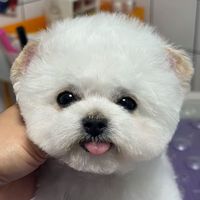 milo_pety