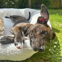 original sound - maple.the.staffy