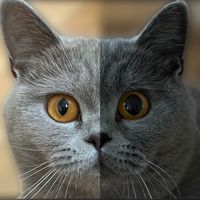 purrpawspals