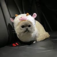flipluvxiaojie