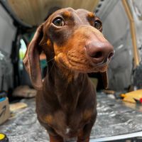 dougiesdashcam