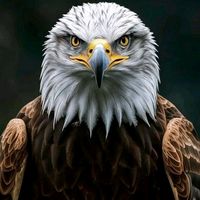eagle49847