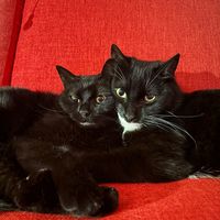 twosicilianblackcats