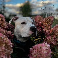 deaf_dog_toby_