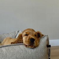 mooshimoos