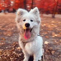 piorunsamoyedd