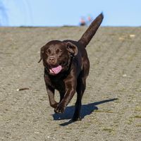 typischlabrador