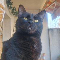 gokumiau018