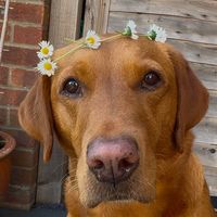 rubydootheredlab