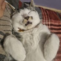 ilovemytwocatssomuch
