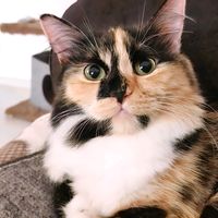 pixelina_bubulina