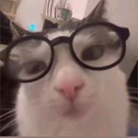 SLAY Cats audio