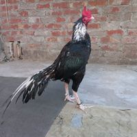raywaseemofficial