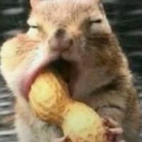 tikkirama