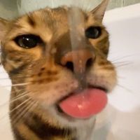 original sound