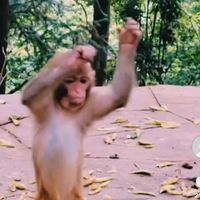loveableanimals