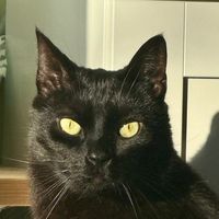 bissen.theburntloaf