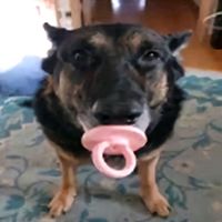 craxy_doberman_