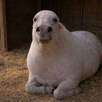 pinkdiinosaur