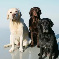 original sound - labradors_offiziell