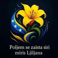 bosankaa012