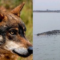 hope_shadow_wolf_dog