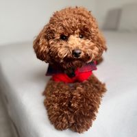 ron_thepoodle_