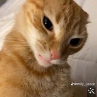 meowmmeowmeow1