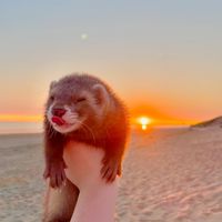 henritheferret