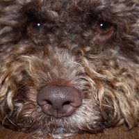 leo_the_lagotto