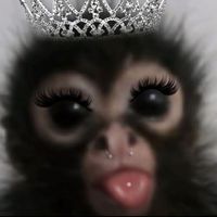 brown.monkey11