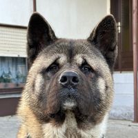 apolloamericanakita