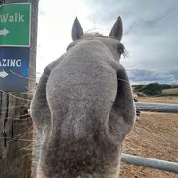 sproutieridezhorses