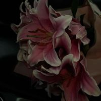 batata_3.1