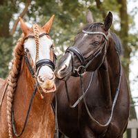 sannedoggendressage