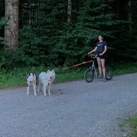 passion.sled_dogs