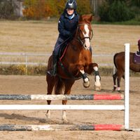 equestriansiiri
