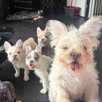 fluffyfrenchiefancies