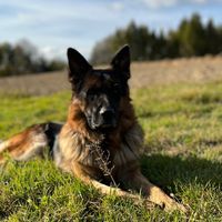 gsdbrutus