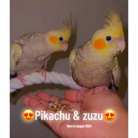 pikachuzuzu