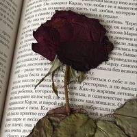 chiara_butterfly1